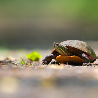 Painted Turtle sticking its neck out