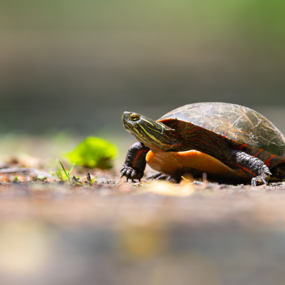 Painted Turtle sticking its neck out
