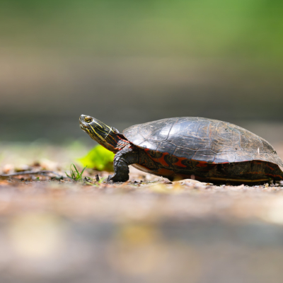 Painted Turtle sticking its neck out