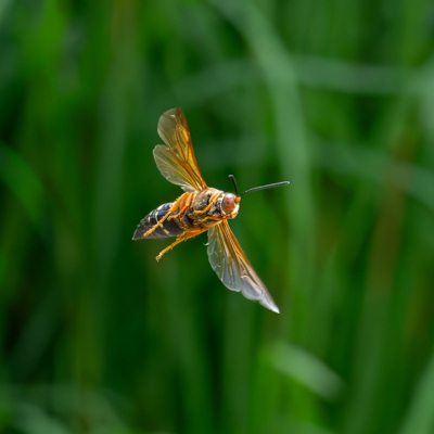 Cicada Killer Wasps in Flight