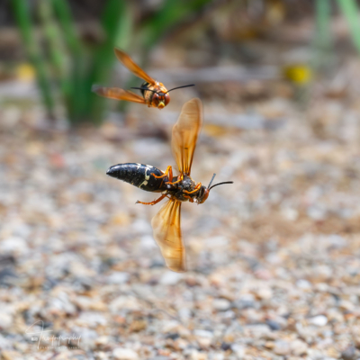 Cicada Killer Wasps in Flight