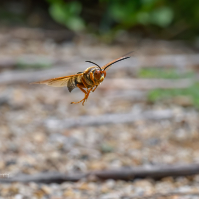 Cicada Killer Wasps in Flight