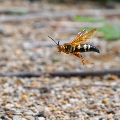 Cicada Killer Wasps in Flight