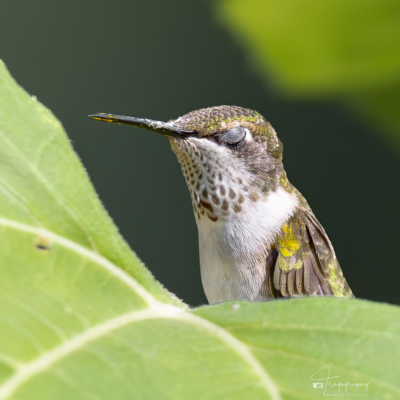 Eyelashes of a Ruby-throated Hummingbird