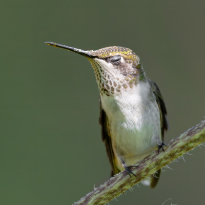 Eyelashes of a Ruby-throated Hummingbird