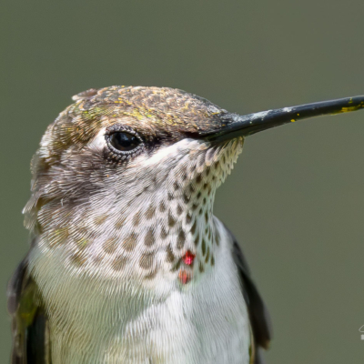 Eyelashes of a Ruby-throated Hummingbird