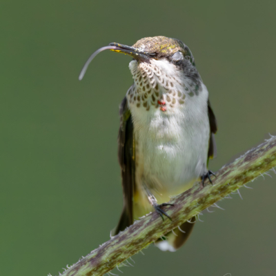 Eyelashes of a Ruby-throated Hummingbird