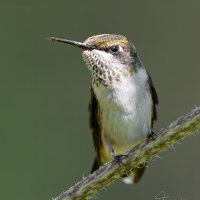 Eyelashes of a Ruby-throated Hummingbird