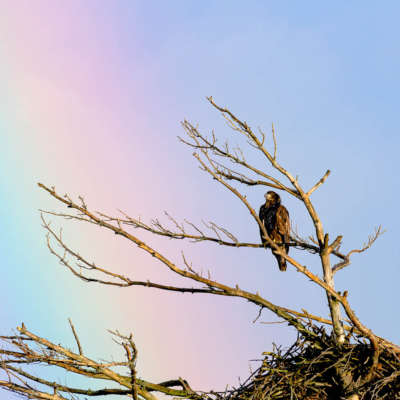 Eagle's Nest and Rainbow