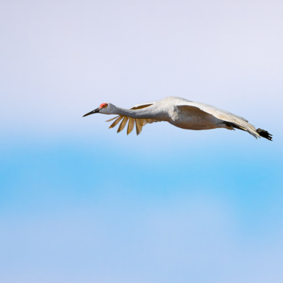 Leucistic Sandhill Crane in flight Leucistic Sandhill Crane in flight