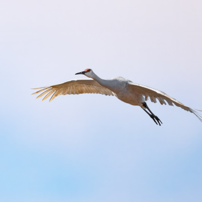Leucistic Sandhill Crane in flight Leucistic Sandhill Crane in flight