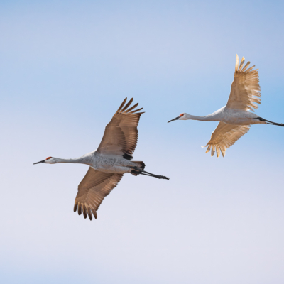 Leucistic Sandhill Crane in flight Leucistic Sandhill Crane in flight