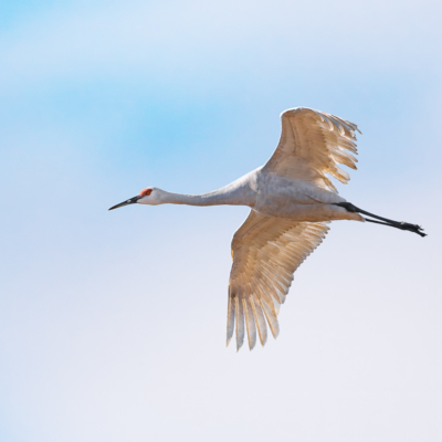 Leucistic Sandhill Crane in flight Leucistic Sandhill Crane in flight