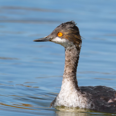 Eared Grebe paddling in the lake