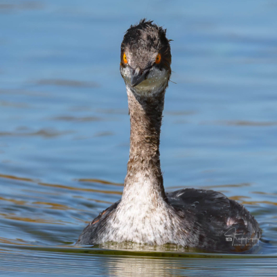 Eared Grebe paddling in the lake