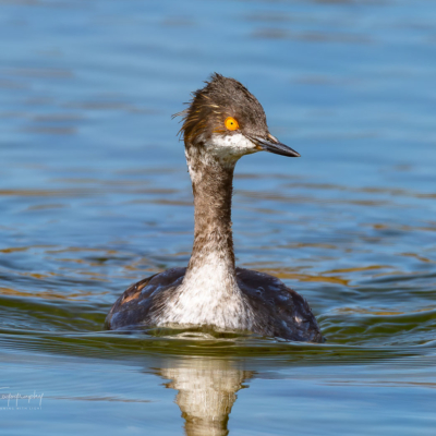 Eared Grebe paddling in the lake