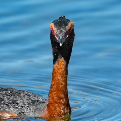 Horned Grebe paddling in the lake