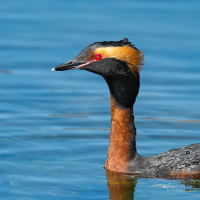 Horned Grebe paddling in the lake