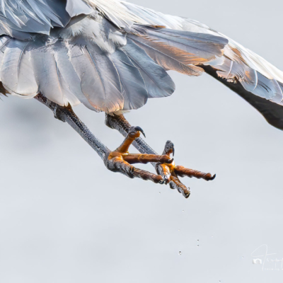 Great Blue Heron Feet