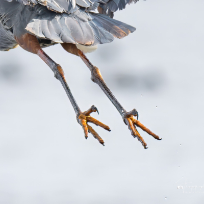 Great Blue Heron Feet