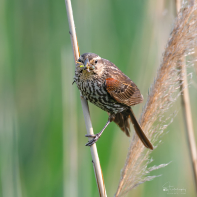 Red-winged Blackbird posing