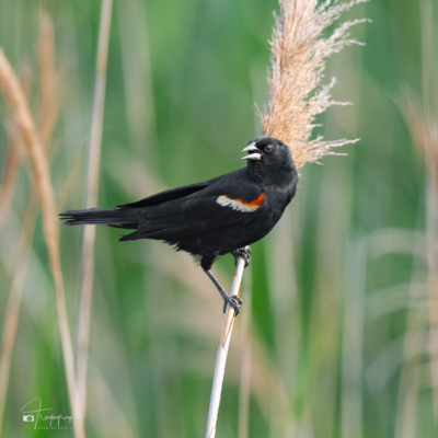 Red-winged Blackbird posing