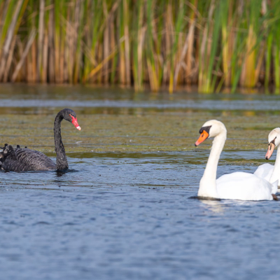 Black Swan in Illinois
