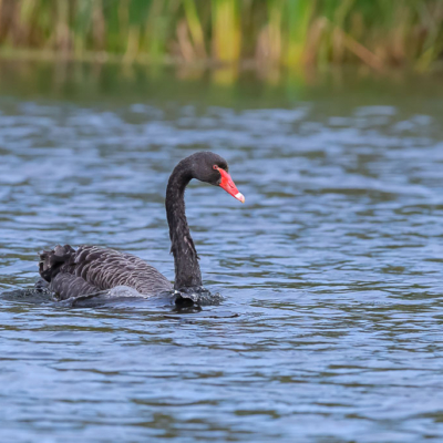 Black Swan in Illinois