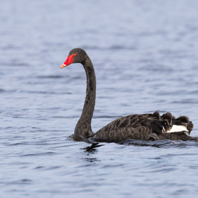 Black Swan in Illinois
