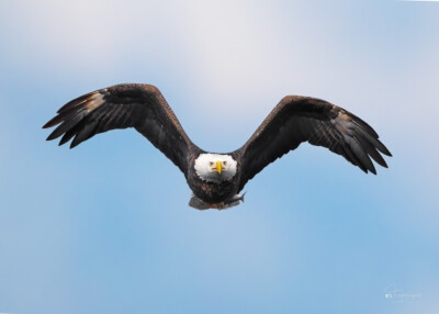 Bald Eagle with a fish Bald Eagle with a fish above the Mississppi River