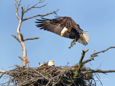 Papa Eagle bringing Mama Eagle a fish Papa Eagle bringing Mama Eagle a fish