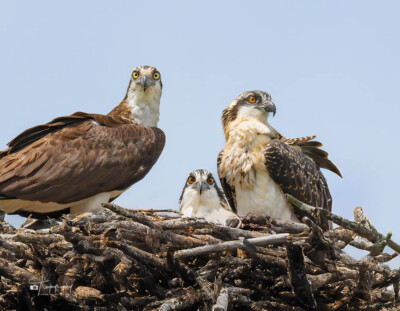 Osprey with its chicks in the nest Osprey with its chicks in the nest