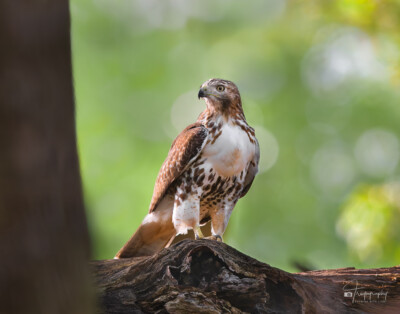 Red-tailed Hawk surveying the forest Red-tailed Hawk surveying the forest
