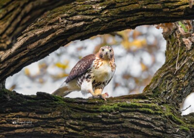 Red-tailed Hawk with a snack Red-tailed Hawk with a snack in the oak tree