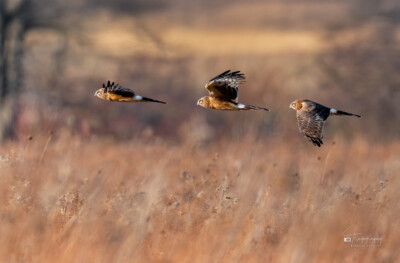 Northern Harrier in flight Northern Harrier in flight above the Illinois prairie