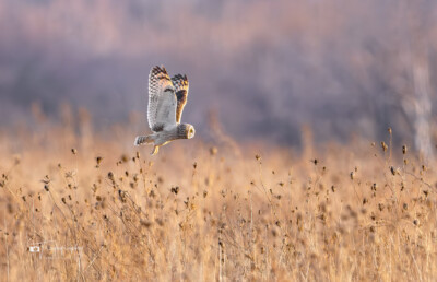 Short-eared Owl on the hunt Short-eared Owl on the hunt above the Illinois prairie
