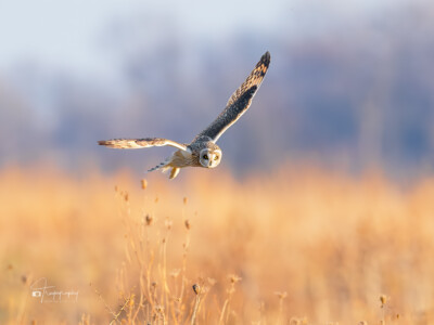 Short-eared Owl on the hunt Short-eared Owl on the hunt above the prairie