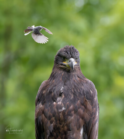 Juvenile Bald Eagle being pestered Juvenile Bald Eagle being pestered by a Blue-gray Gnatcatcher