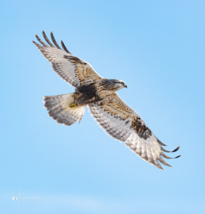 Rough-legged Hawk in flight Rough-legged Hawk in flight