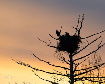 Bonded Bald Eagles in their nest Bonded Bald Eagles in their nest