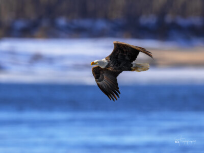 Bald Eagle in flight Bald Eagle in flight above the frozen Mississippi River