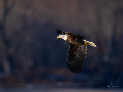 Bald Eagle in flight Bald Eagle in flight above the Mississippi River