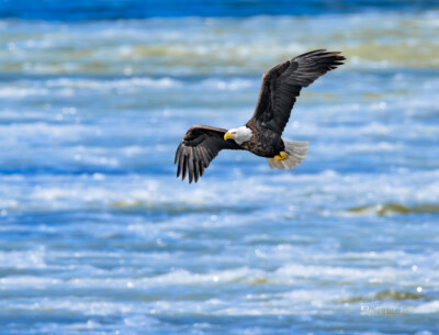 Bald Eagle flying above Mississippi River Bald Eagle flying above frozen Mississippi River