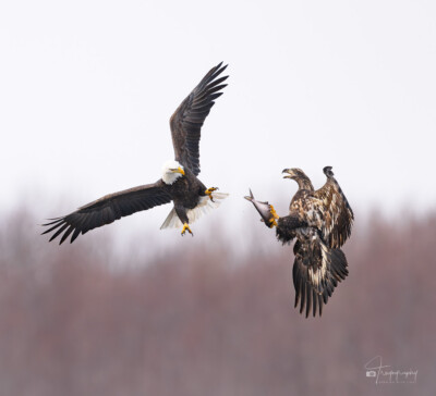Adult and juvenile Bald Eagle tussle An adult and juvenile Bald Eagle tussle over a fish