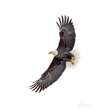 Bald Eagle showing off its wingspan Bald Eagle showing off its beautiful wingspan