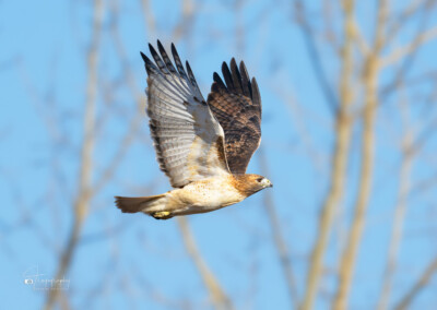 Red-tailed Hawk in flight Red-tailed Hawk in flight