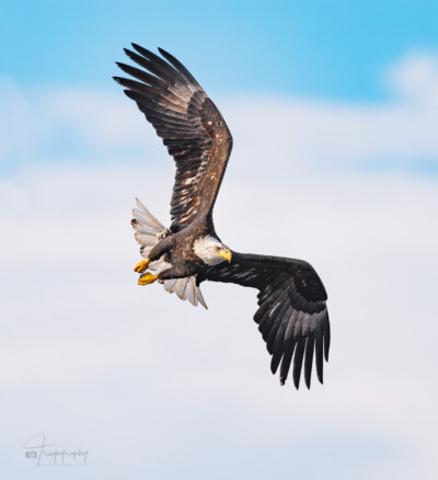 Bald Eagle banks above the Fox River Sub-adult Bald Eagle banks above the Fox River in Illinois