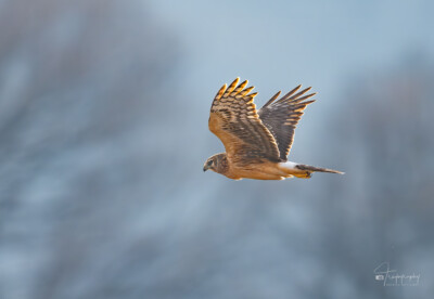 Northern Harrier in flight Northern Harrier in flight on a winter morning