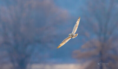 Short-eared Owl in flight Short-eared Owl in flight on a late winter afternoon