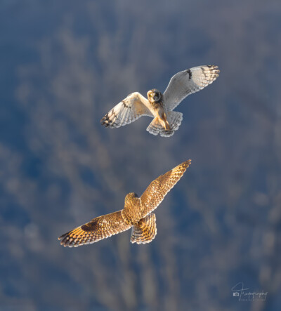 Two Short-eared Owls ready to rumble Two Short-eared Owls ready to rumble